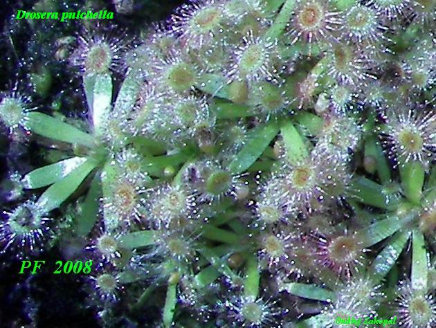 Drosera pulchella.jpg